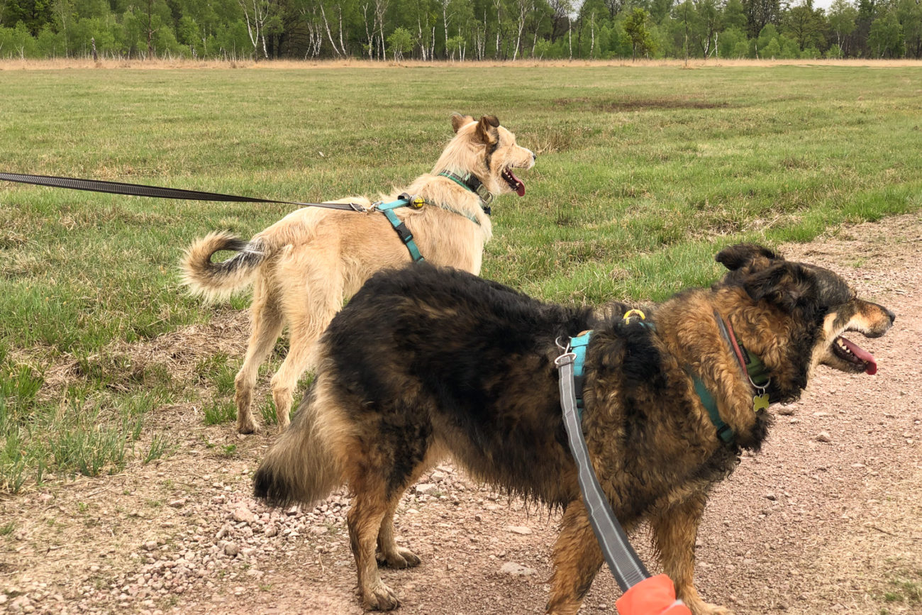 Cintura per trekking con il cane, Cintura-Guinzaglio per cane