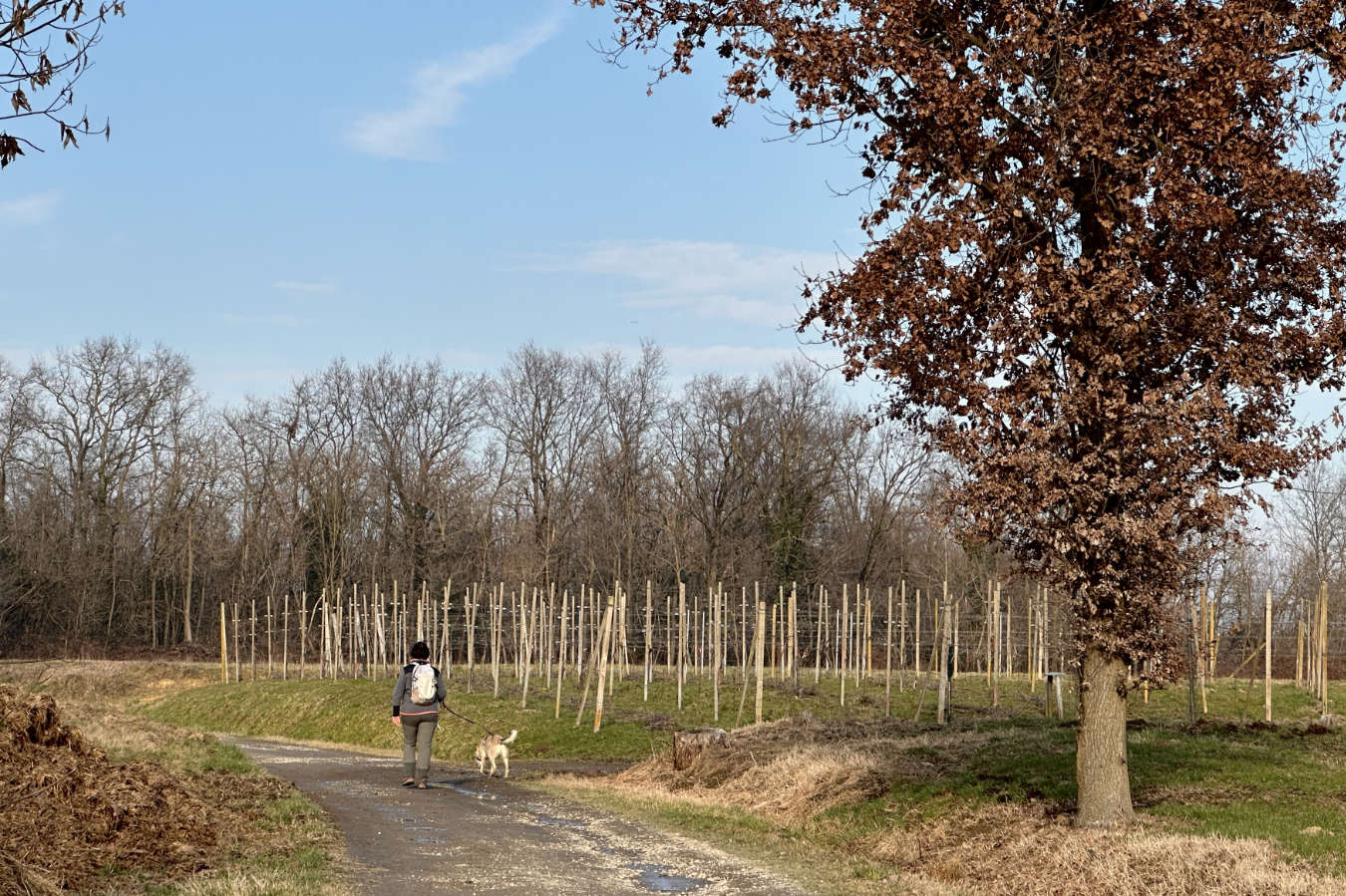 Cammino delle Colline Novaresi con il cane