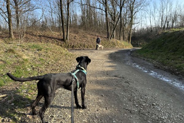 Trekking Cammino delle Colline Novaresi con il cane